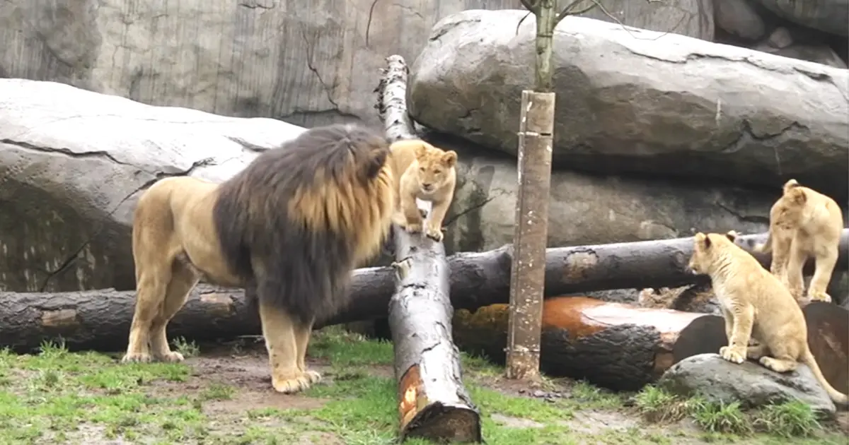 lion-cubs-meet-father