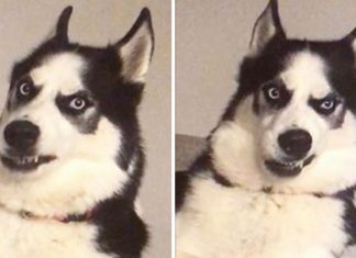 puppy-argue-with-mom
