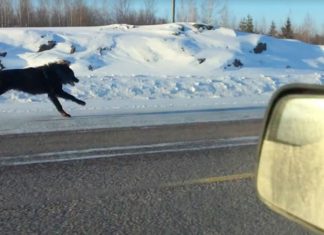 running-wolves-filmed