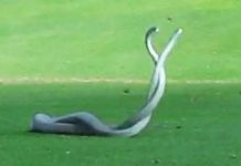snake-fight-footage