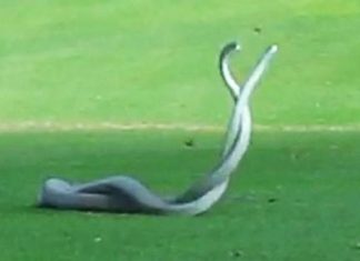 snake-fight-footage