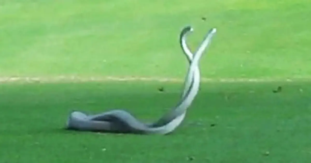 snake-fight-footage