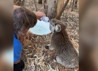 thirsty-koala-thanking-man