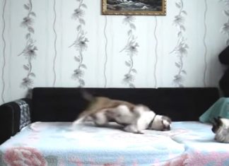 busted-dog
