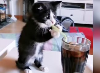cute-kitten-drinks-soda-with-straw