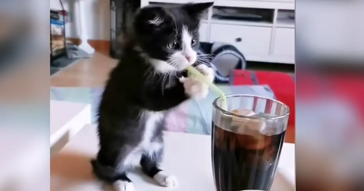 cute-kitten-drinks-soda-with-straw