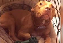 daddy-singing-lullaby-to-pitbull