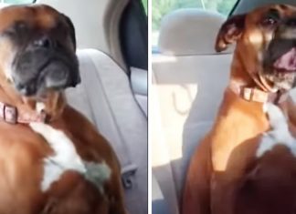 dog-argues-with-mom