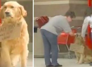 dog-waits-for-owner-at-target
