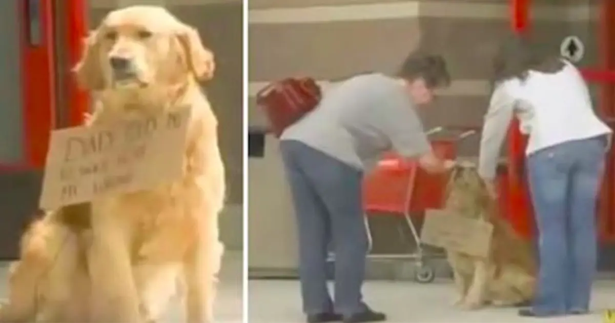 dog-waits-for-owner-at-target