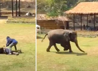 elephant-rescues-caretaker
