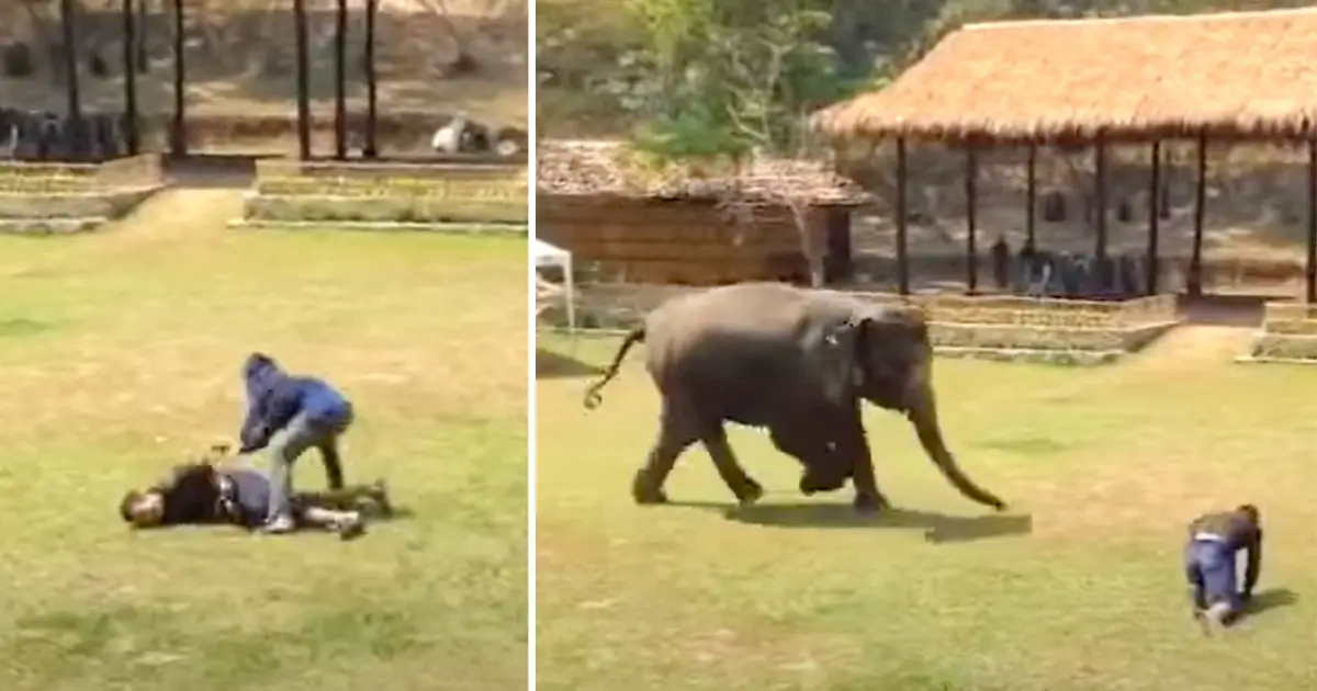 elephant-rescues-caretaker