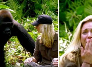 first-meet-with-wild-gorillas