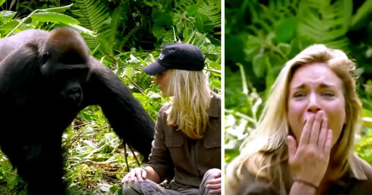 first-meet-with-wild-gorillas