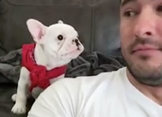puppy-response-on-compliment
