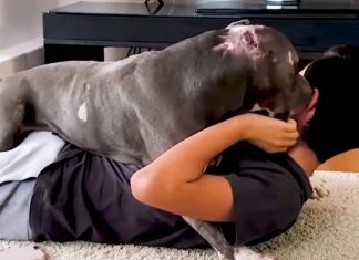 boy-hugs-fighting-pit-bull
