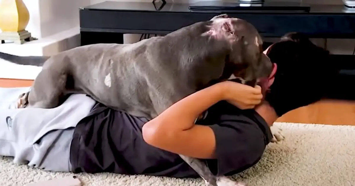 boy-hugs-fighting-pit-bull