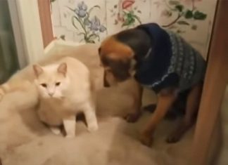 cat-comforts-blind-dog