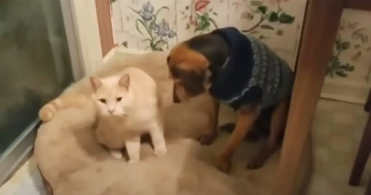 cat-comforts-blind-dog