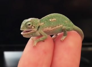 color-changing-chameleon