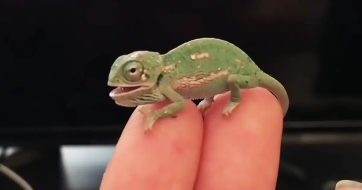 color-changing-chameleon
