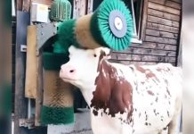 cow-getting-massage-by-brush