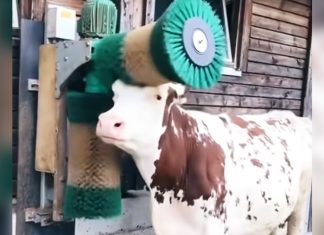 cow-getting-massage-by-brush