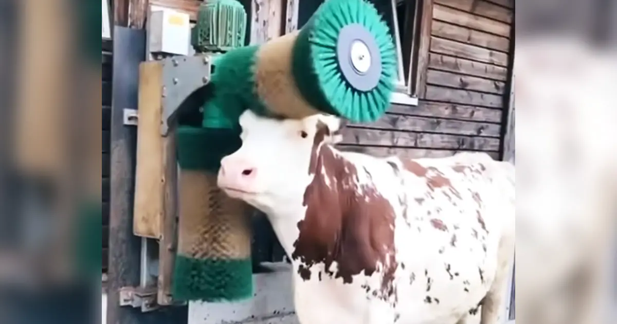 cow-getting-massage-by-brush