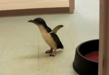 lil-penguin-meets-his-friend