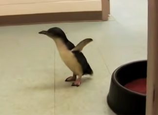 lil-penguin-meets-his-friend