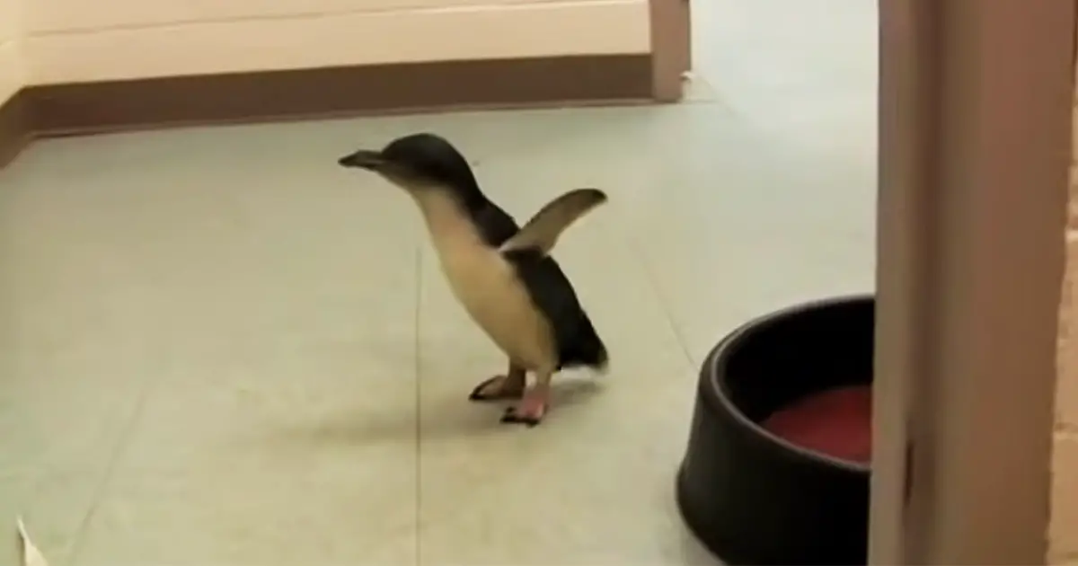 lil-penguin-meets-his-friend