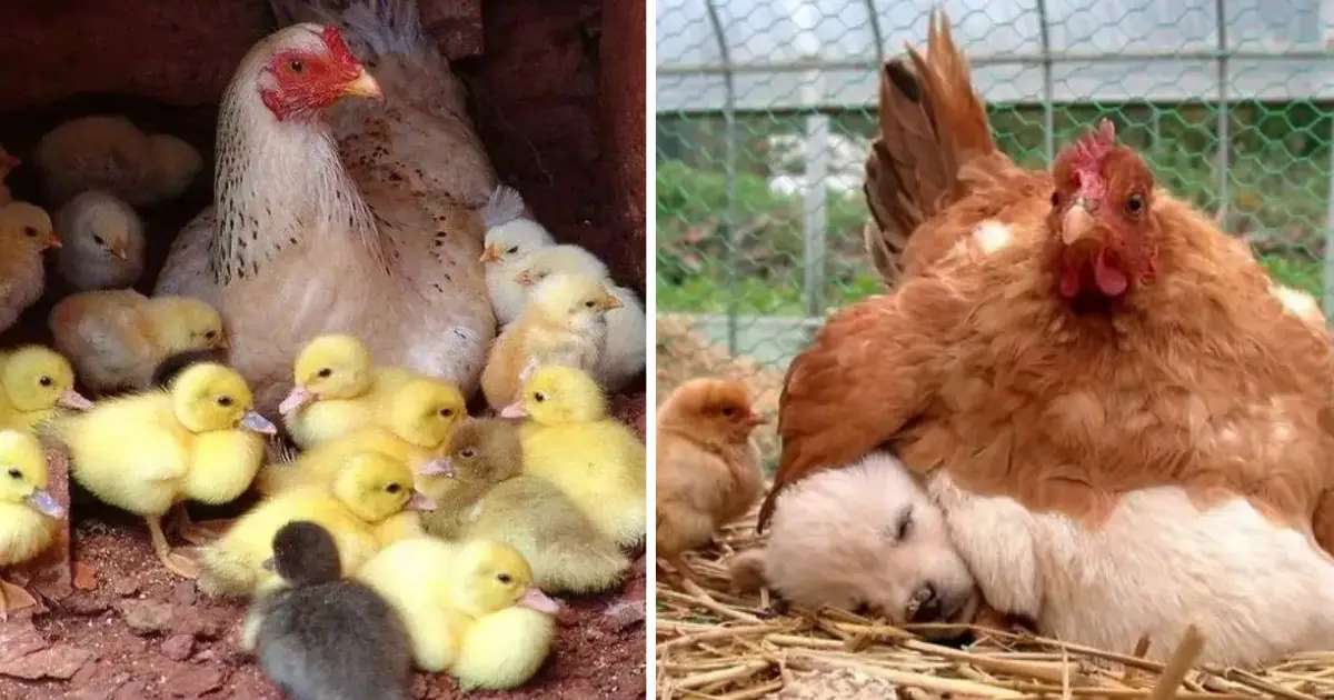 mother-hen-and-children