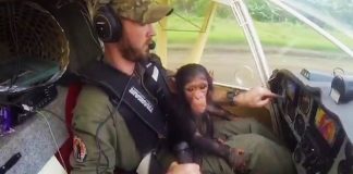 rescued-chimp-as-copilot