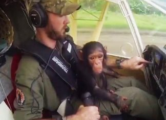 rescued-chimp-as-copilot