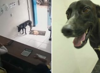 stray-dog-asks-for-help-in-clinic