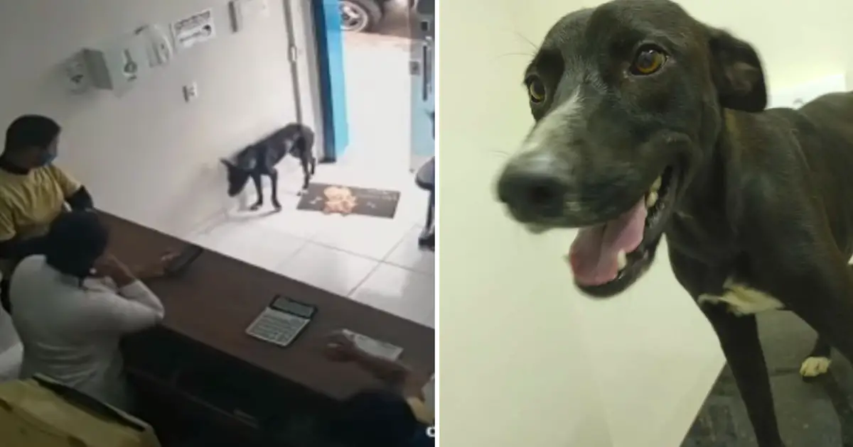 stray-dog-asks-for-help-in-clinic