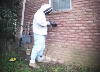 bee-whisperer-discovery-brick-wall