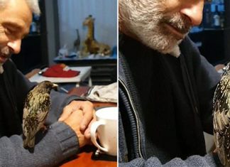 bird-whistle-training