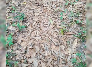 camouflaged-snake-in-photo