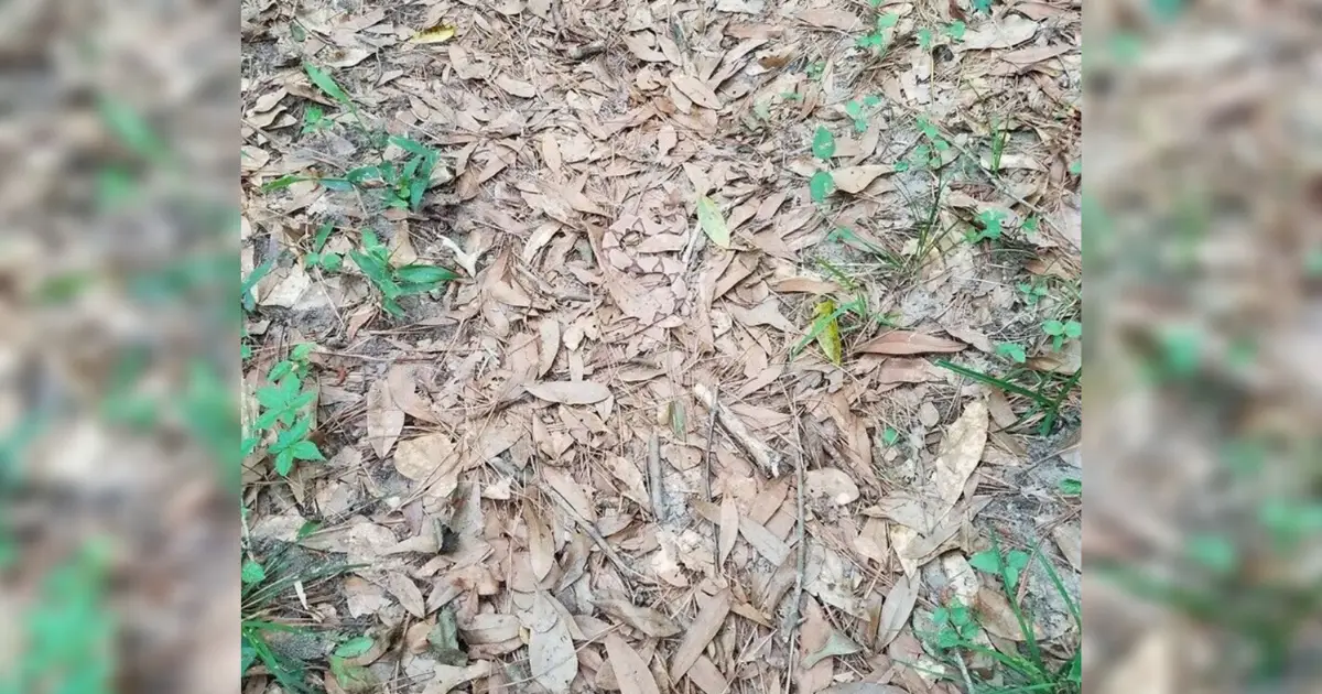 camouflaged-snake-in-photo