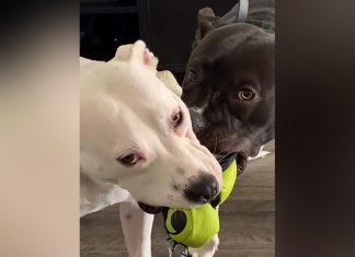 dog-asleep-during-tug-of-war