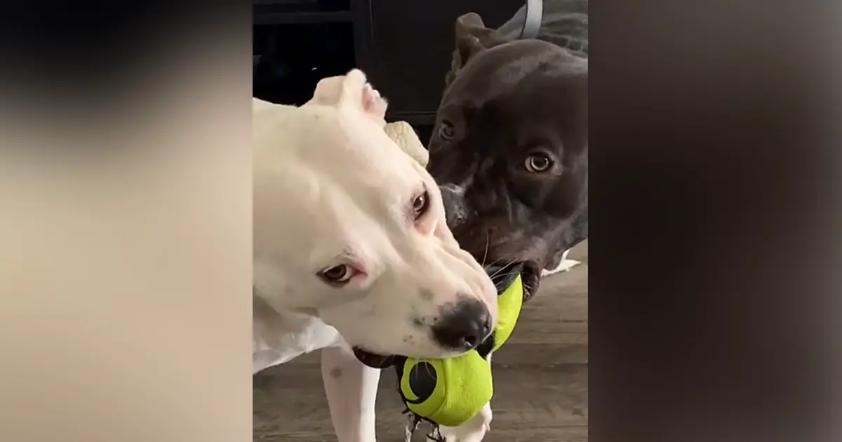 dog-asleep-during-tug-of-war