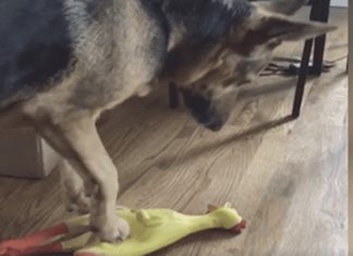 dog-funny-sound