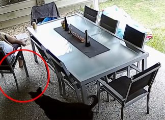 dog-protects-owner-from-snake