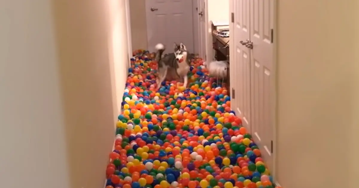 dog-reacts-hallway-ball-pit