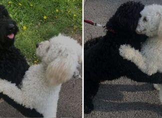 dog-siblings-reunion