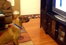 doggo-watching-tv-recorded