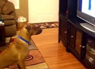 doggo-watching-tv-recorded