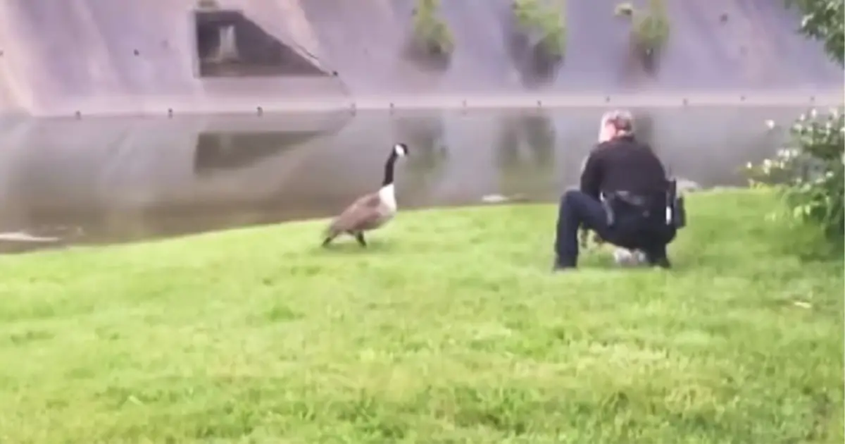 goose-thanks-police