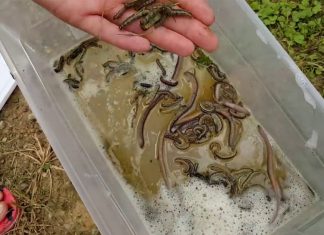 how-to-sift-out-worms